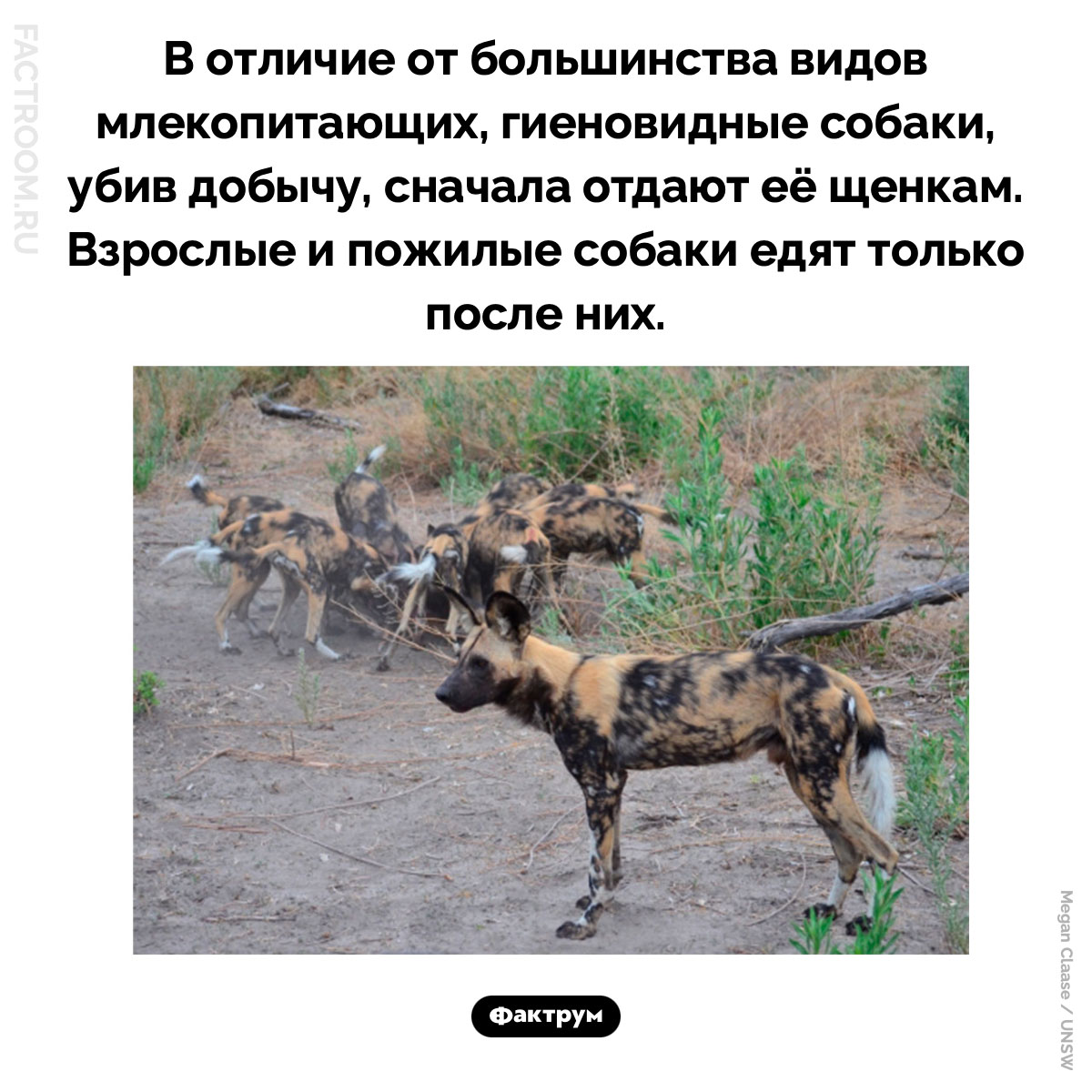 Какие животные сначала кормят детенышей. В отличие от большинства видов млекопитающих, гиеновидные собаки, убив добычу, сначала отдают её щенкам. Взрослые и пожилые собаки едят только после них.