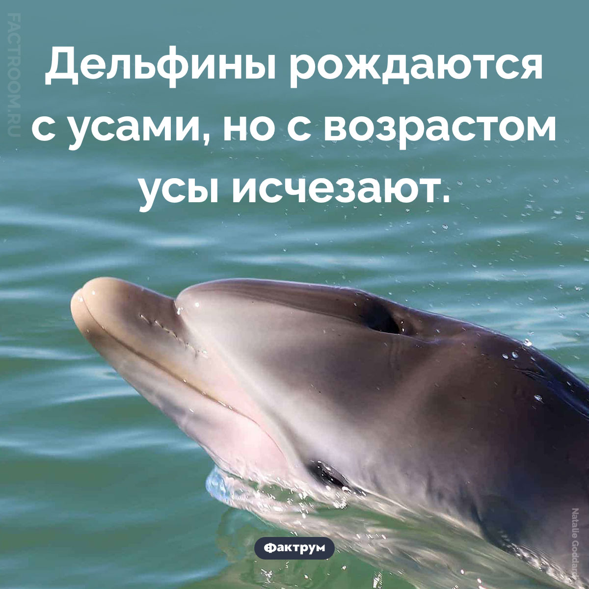 Усатые дельфины. Дельфины рождаются с усами, но с возрастом усы исчезают.