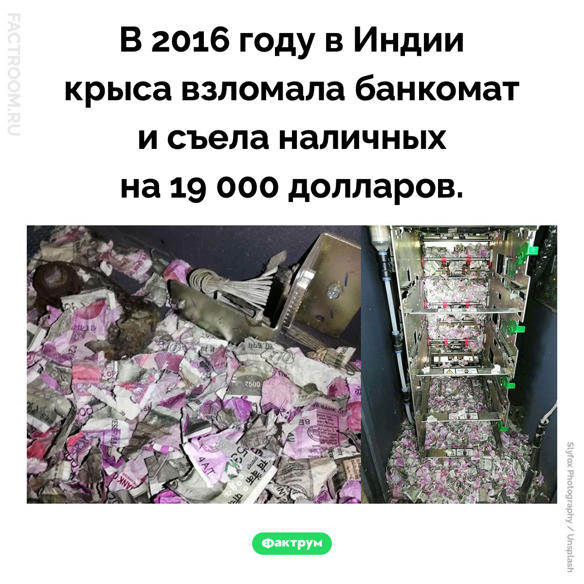 Крыса, съевшая 19&nbsp;000 долларов. В 2016 году в Индии крыса взломала банкомат и съела наличных на 19 000 долларов.