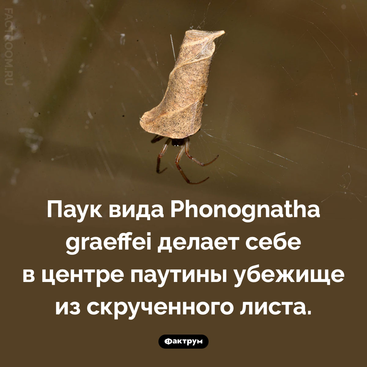 Паук, скручивающий листья. Паук вида Phonognatha graeffei делает себе в центре паутины убежище из скрученного листа.