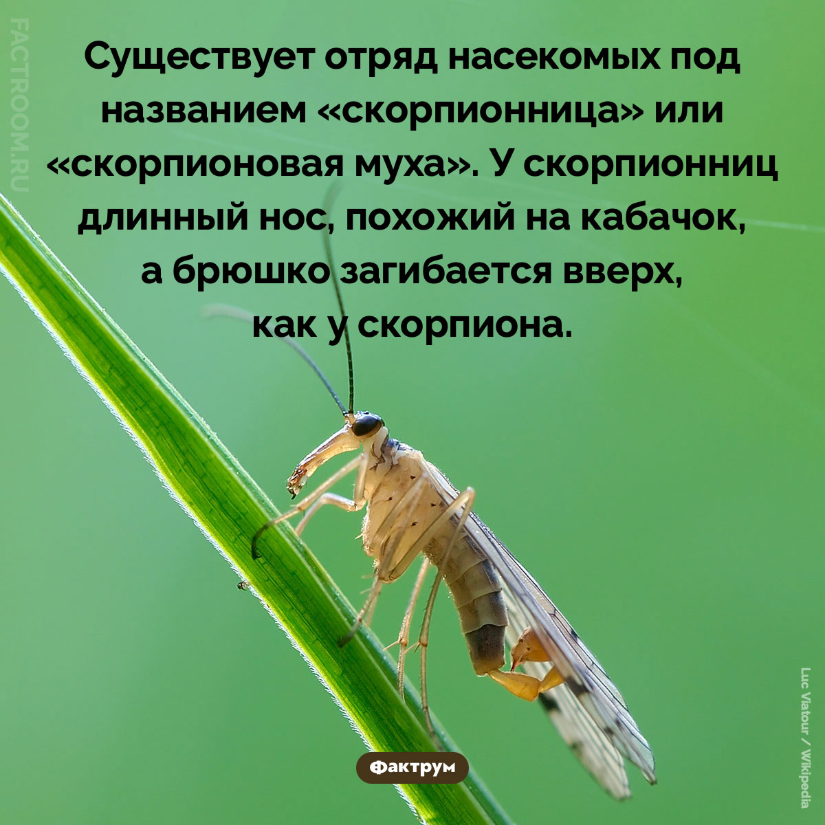 Скорпионовая муха. Существует отряд насекомых под названием «скорпионница» или «скорпионовая муха». У скорпионниц длинный нос, похожий на кабачок, а брюшко загибается вверх, как у скорпиона.