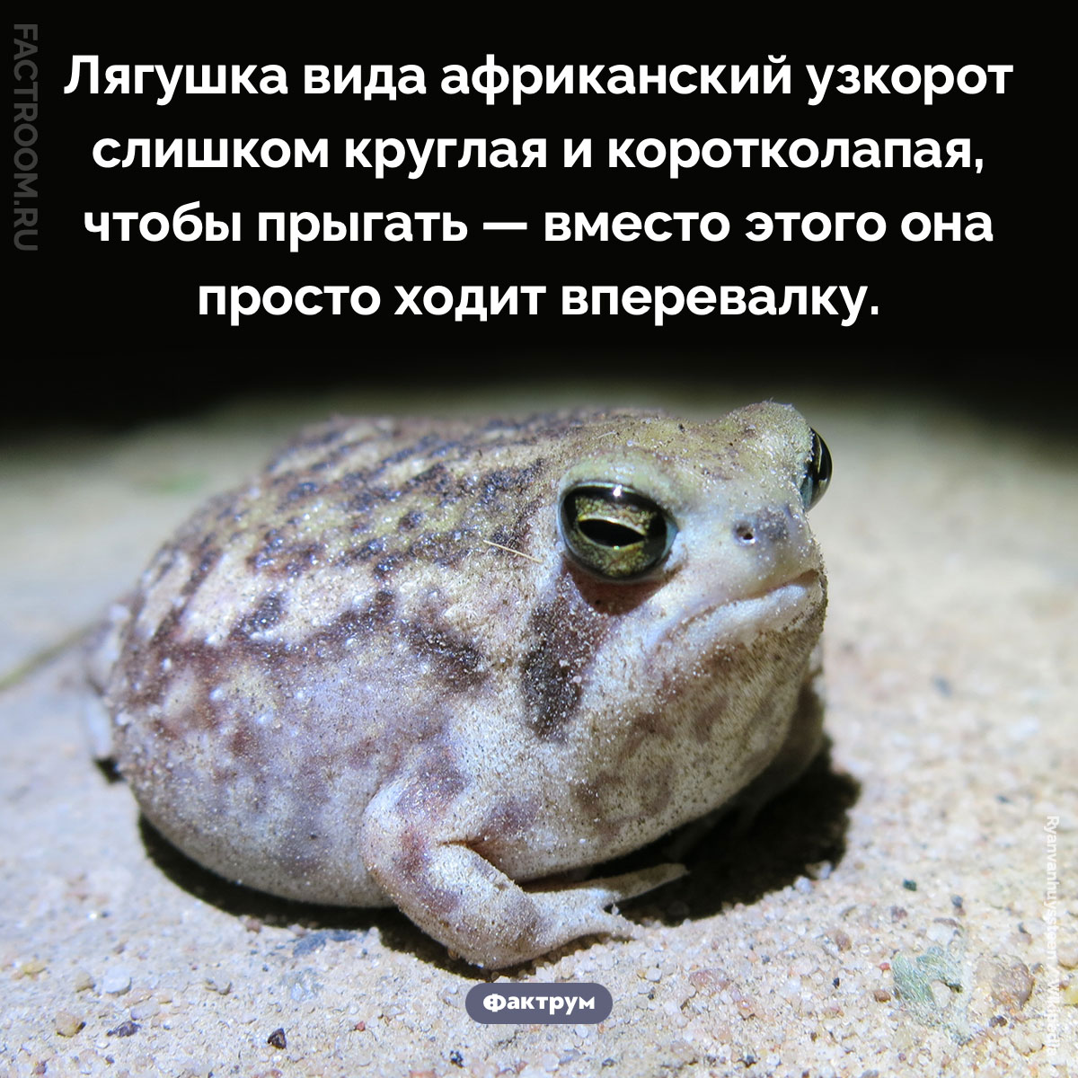 Лягушка, которая не умеет прыгать. Лягушка вида африканский узкорот слишком круглая и коротколапая, чтобы прыгать — вместо этого она просто ходит вперевалку.