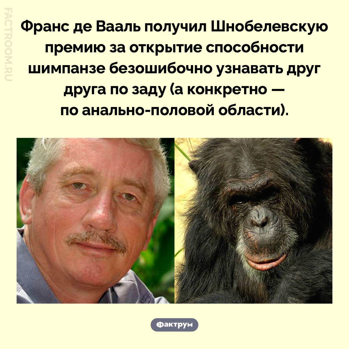 Шимпанзе шимпанзе видит издалека. Франс де Вааль получил Шнобелевскую премию за открытие способности шимпанзе безошибочно узнавать друг друга по заду (а конкретно — по анально-половой области).