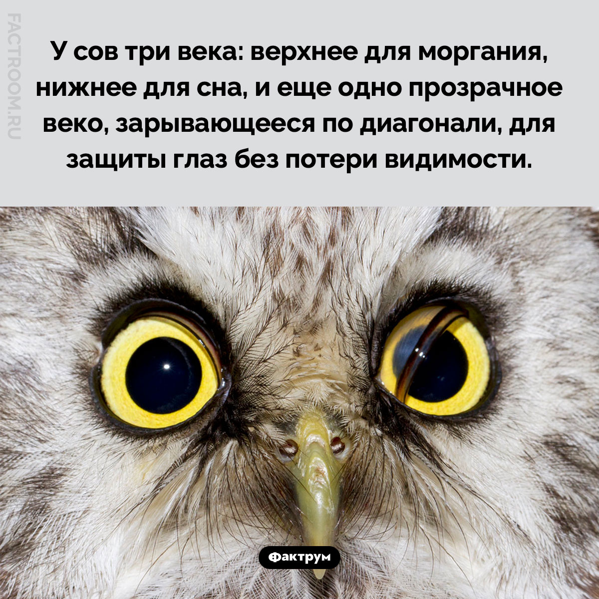 У сов три века. У сов три века: верхнее для моргания, нижнее для сна, и еще одно прозрачное веко, зарывающееся по диагонали, для защиты глаз без потери видимости.