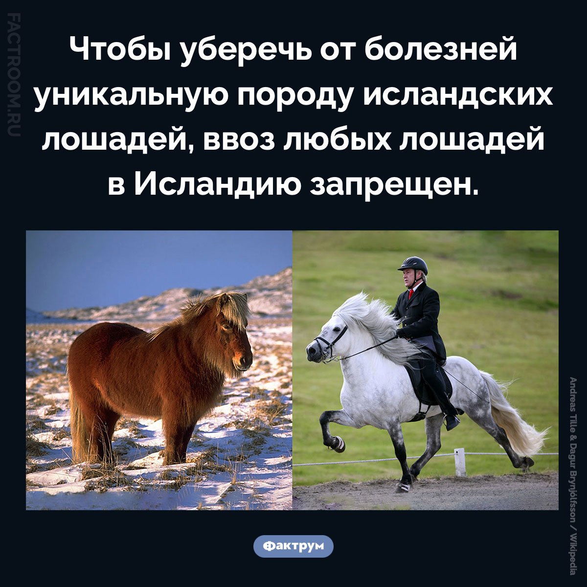 В Исландию запрещено ввозить лошадей. Чтобы уберечь от болезней уникальную породу исландских лошадей, ввоз любых лошадей в Исландию запрещен.