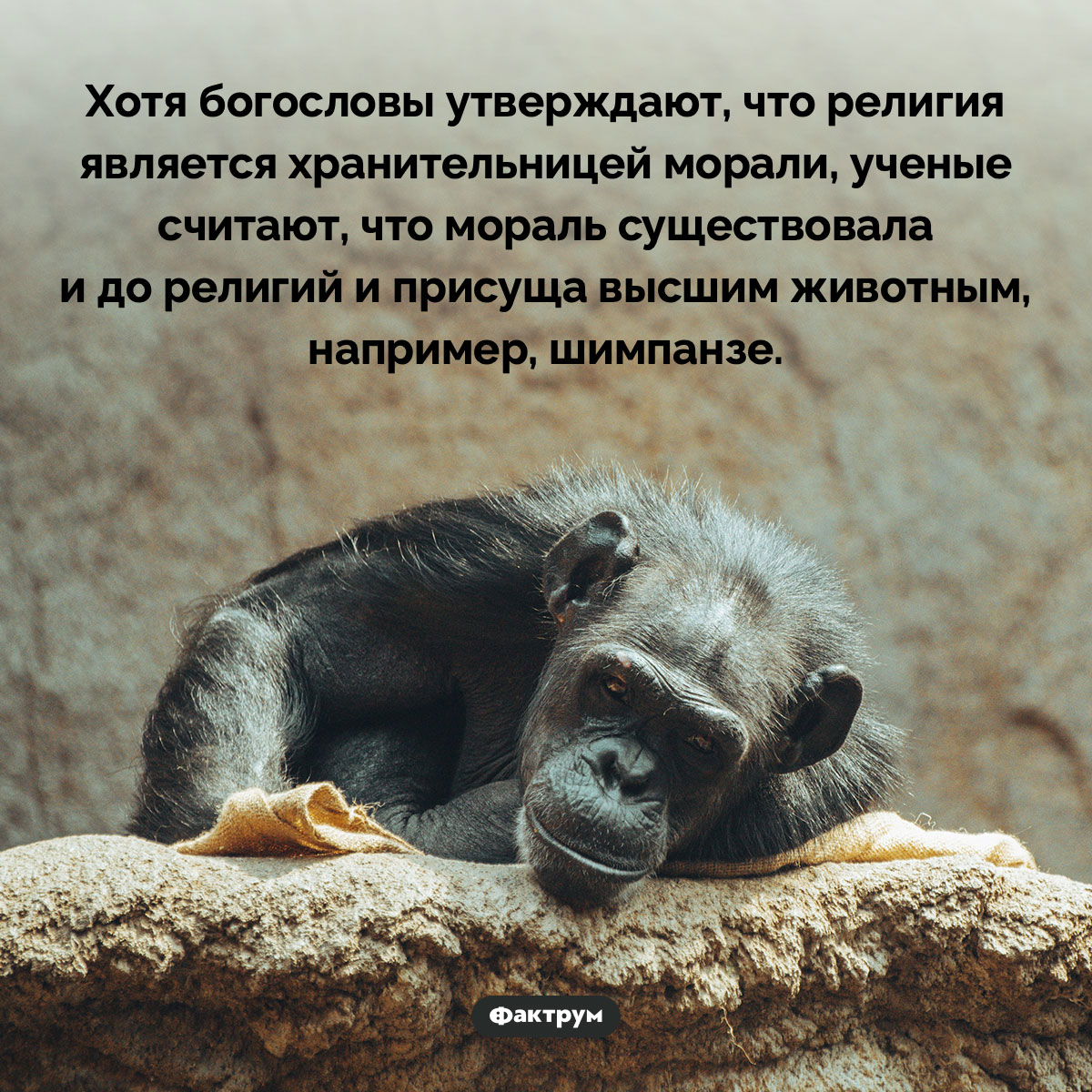 Есть ли у животных мораль. Хотя богословы утверждают, что религия является хранительницей морали, ученые считают, что мораль существовала и до религий и присуща высшим животным, например, шимпанзе.