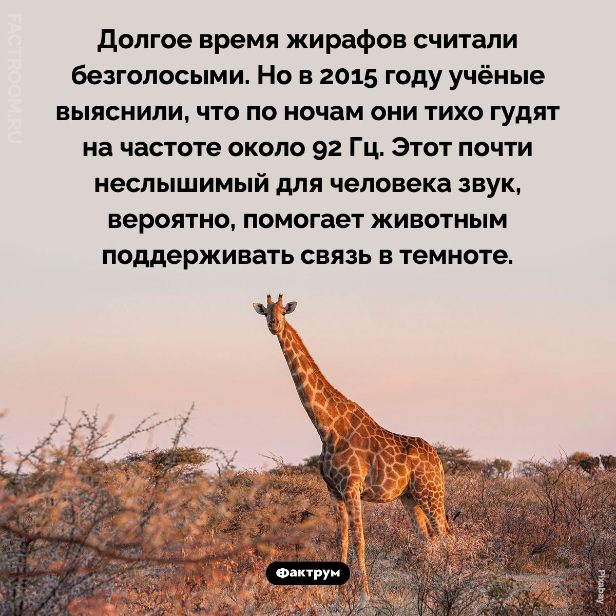 Голос жирафа. Долгое время жирафов считали безголосыми. Но в 2015 году учёные выяснили, что по ночам они тихо гудят на частоте около 92 Гц. Этот почти неслышимый для человека звук, вероятно, помогает животным поддерживать связь в темноте.