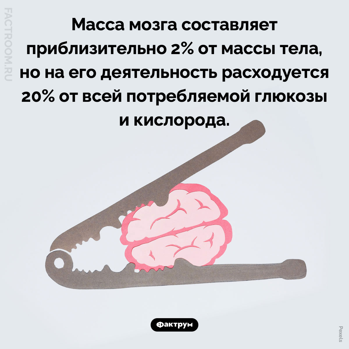 Прожорливый мозг. Масса мозга составляет приблизительно 2% от массы тела, но на его деятельность расходуется 20% от всей потребляемой глюкозы и кислорода.