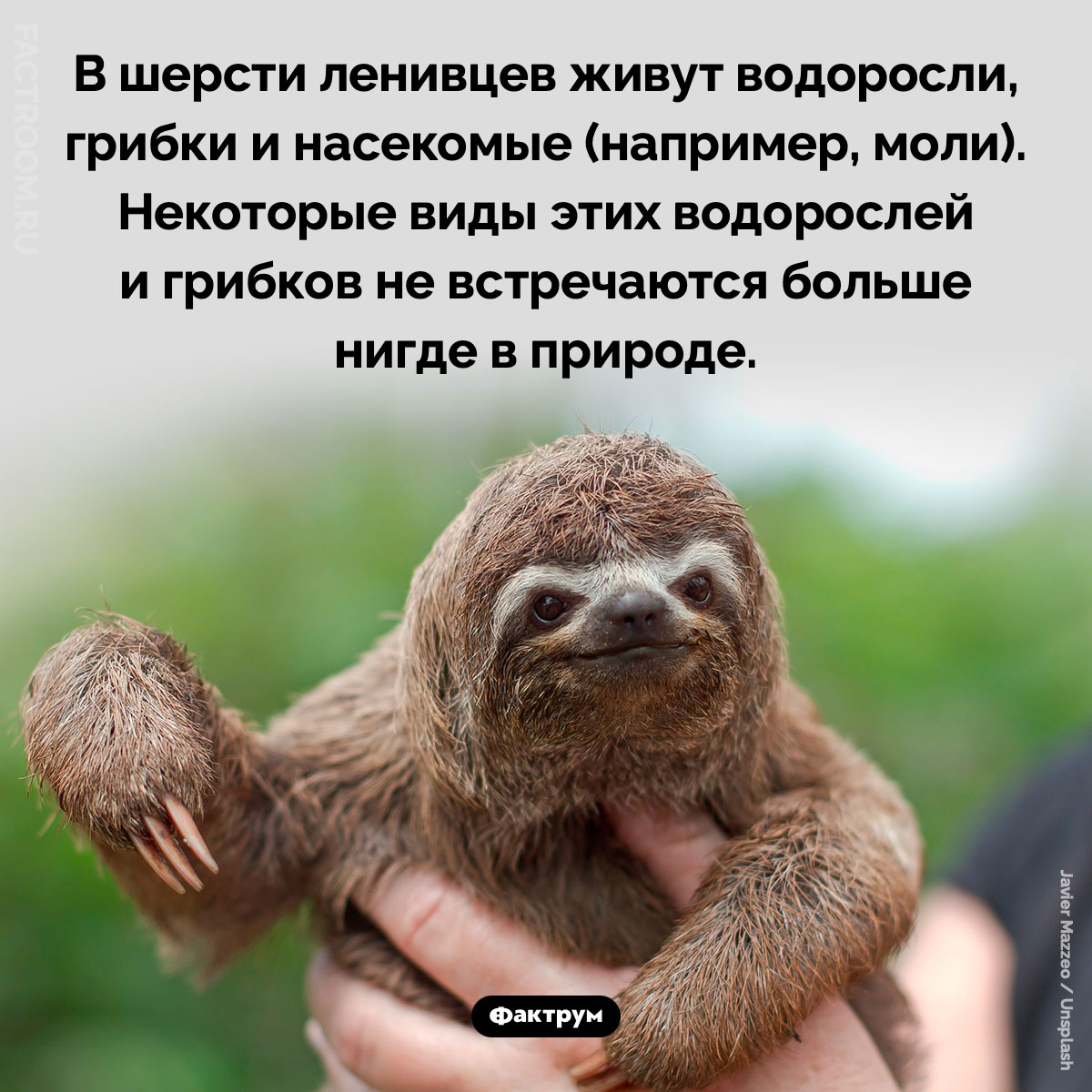 Шерсть ленивцев — среда обитания. В шерсти ленивцев живут водоросли, грибки и насекомые (например, моли). Некоторые виды этих водорослей и грибков не встречаются больше нигде в природе.