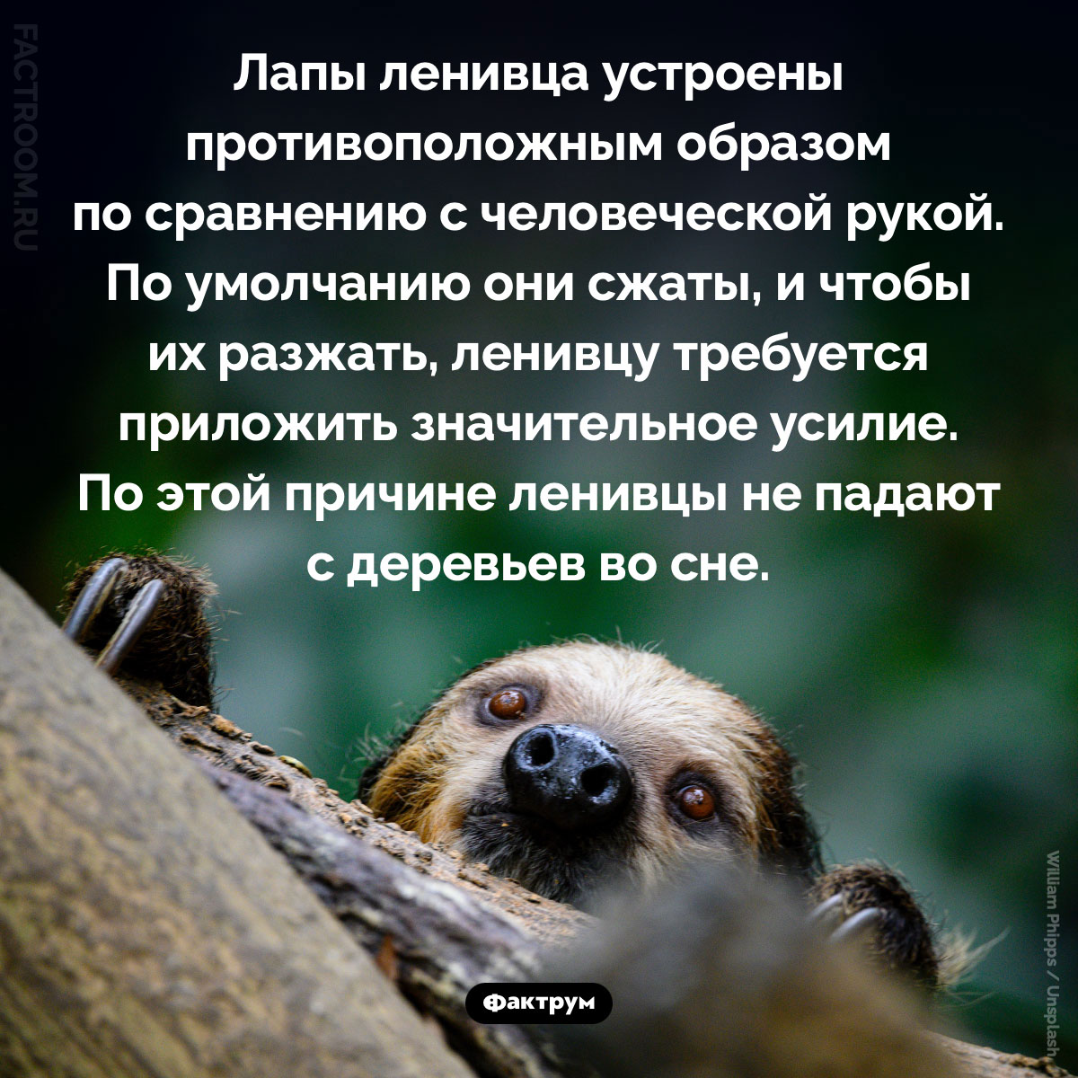 Как устроены лапы ленивца. Лапы ленивца устроены противоположным образом по сравнению с человеческой рукой. По умолчанию они сжаты, и чтобы их разжать, ленивцу требуется приложить значительное усилие. По этой причине ленивцы не падают с деревьев во сне.
