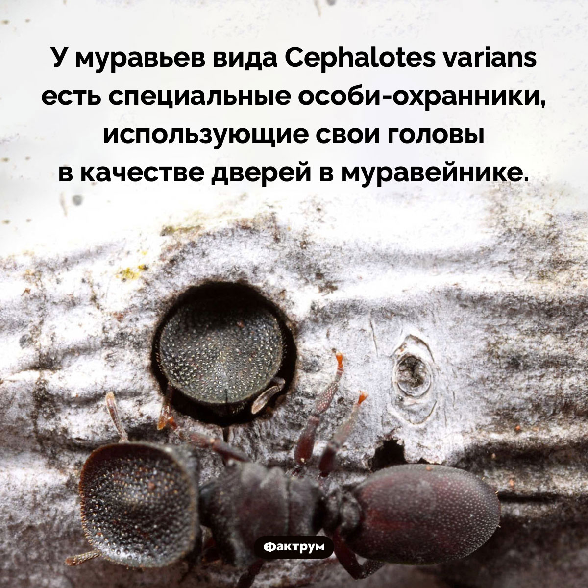 Муравей с головой-дверью. У муравьев вида Cephalotes varians есть специальные особи-охранники, использующие свои головы в качестве дверей в муравейнике.