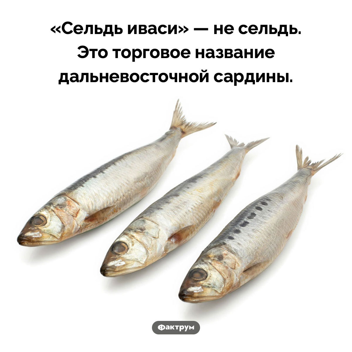 «Сельдь иваси» — не сельдь. «Сельдь иваси» — не сельдь. Это торговое название дальневосточной сардины.