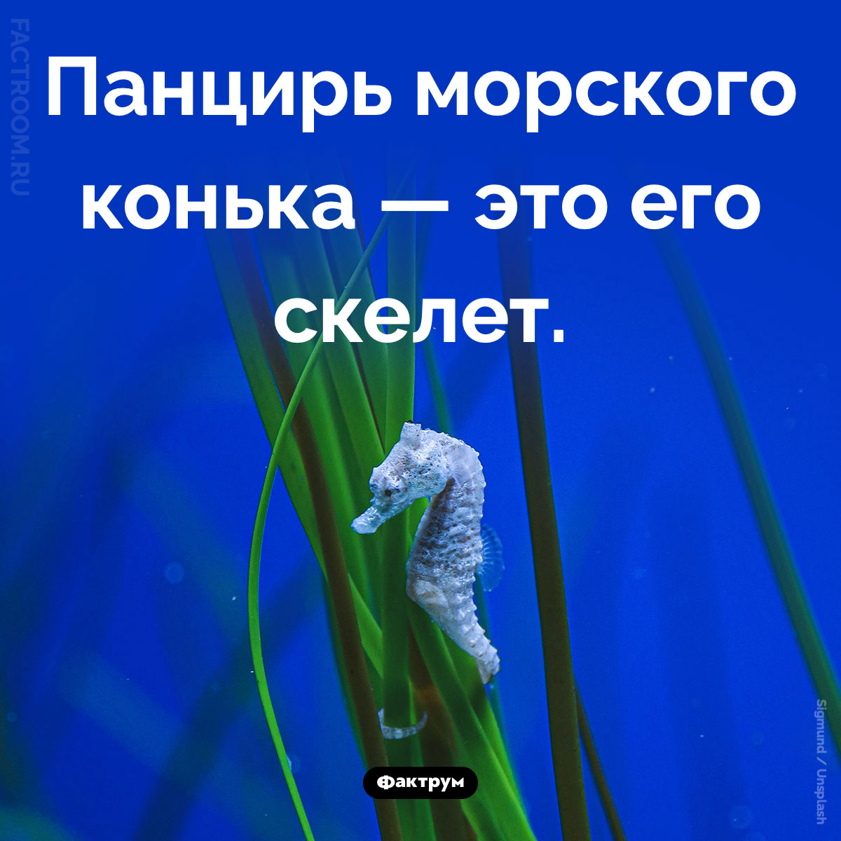 Экзоскелет морского конька. Панцирь морского конька — это его скелет.