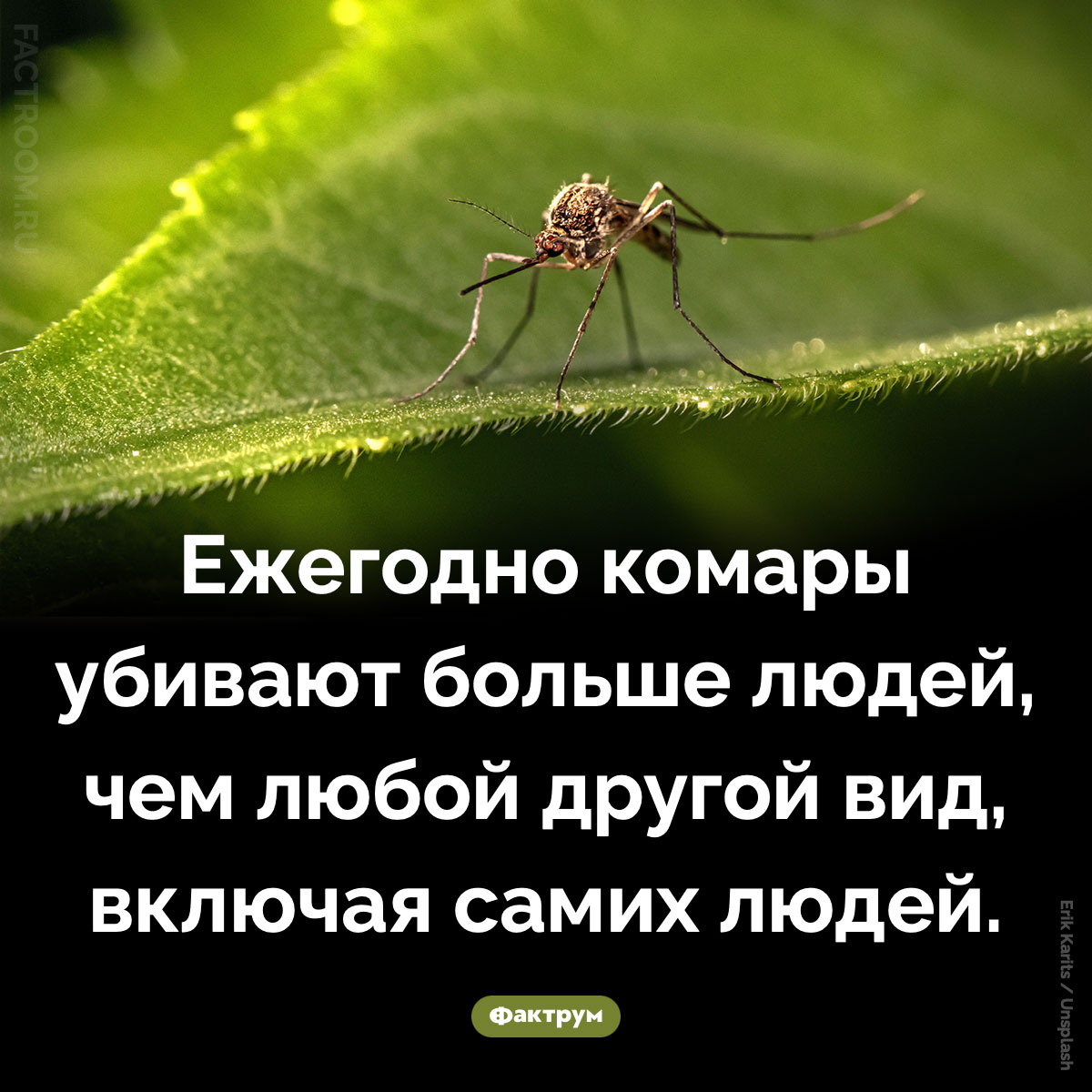 Комары-убийцы. Ежегодно комары убивают больше людей, чем любой другой вид, включая самих людей.