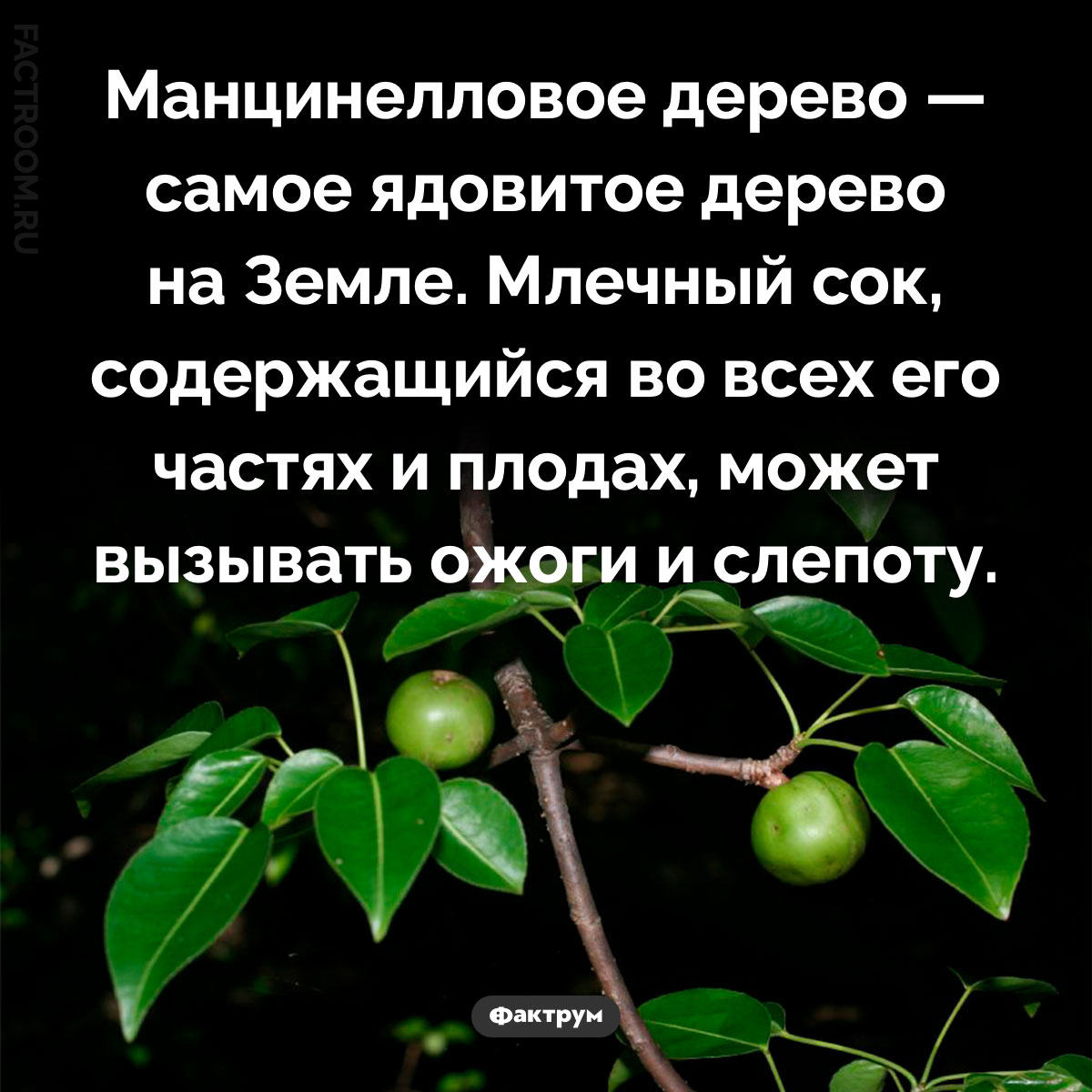 Манцинелловое дерево. Манцинелловое дерево — самое ядовитое дерево на Земле. Млечный сок, содержащийся во всех его частях и плодах, может вызывать ожоги и слепоту.