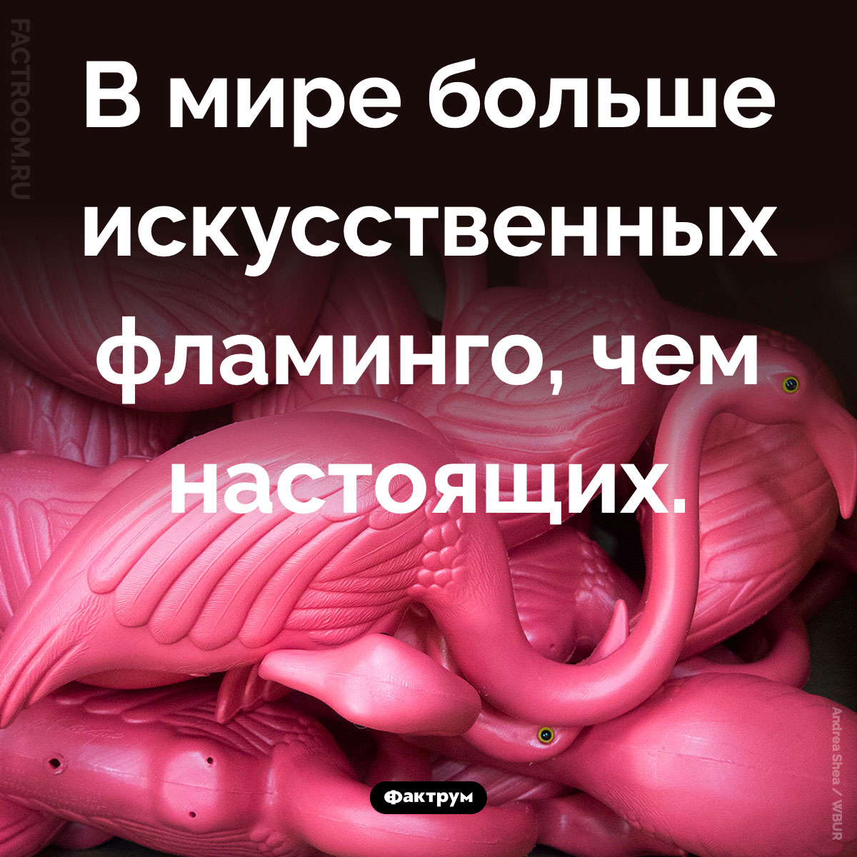 Пластиковые фламинго не вымирают, в отличие от настоящих. В мире больше искусственных фламинго, чем настоящих.