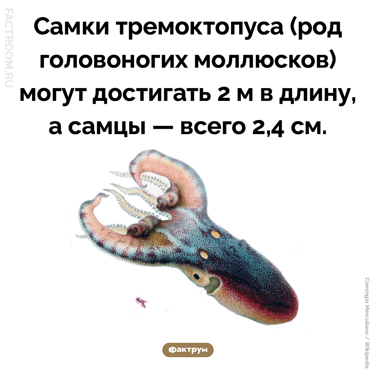 Самки тремоктопуса в&nbsp;тысячи раз больше самцов. Самки тремоктопуса (род головоногих моллюсков) могут достигать 2 м в длину, а самцы — всего 2,4 см.