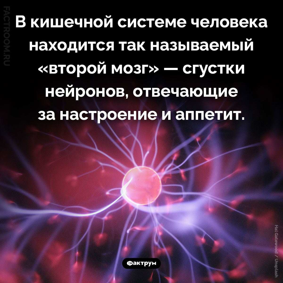 Где находится «второй мозг». В кишечной системе человека находится так называемый «второй мозг» — сгустки нейронов, отвечающие за настроение и аппетит.