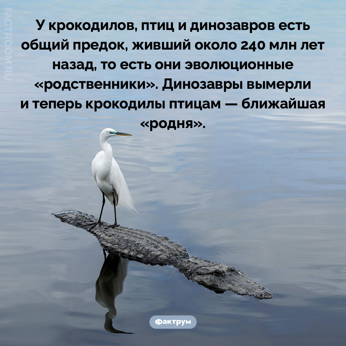 Крокодилы птицам — ближайшая «родня». У крокодилов, птиц и динозавров есть общий предок, живший около 240 млн лет назад, то есть они эволюционные «родственники». Динозавры вымерли и теперь крокодилы птицам — ближайшая «родня».
