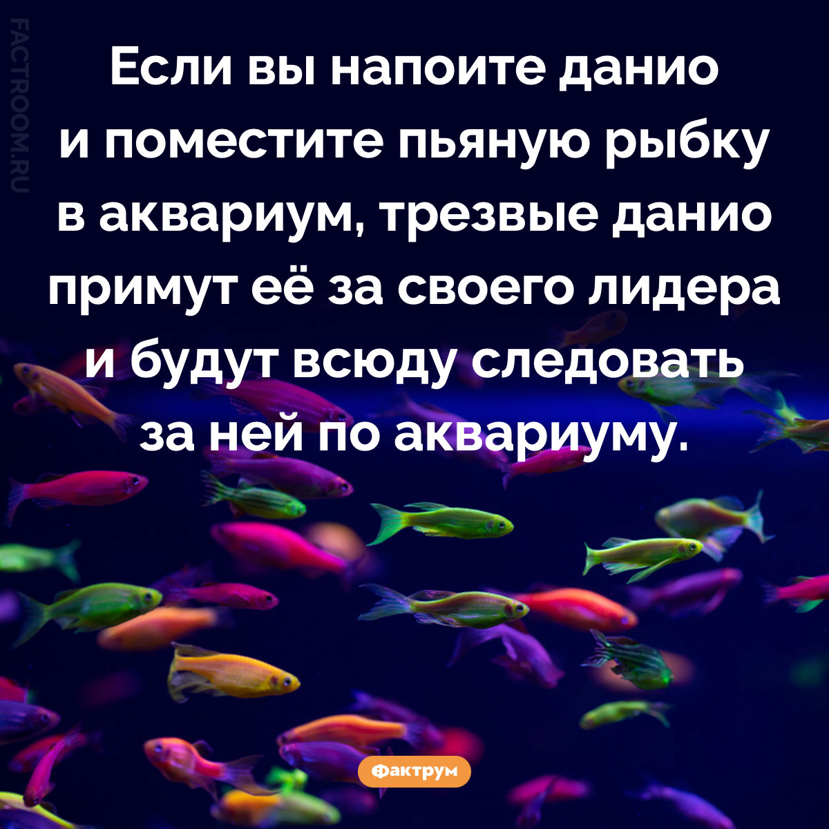 Пьяные рыбки данио лидируют в&nbsp;стае. Если вы напоите данио и поместите пьяную рыбку в аквариум, трезвые данио примут её за своего лидера и будут всюду следовать за ней по аквариуму.
