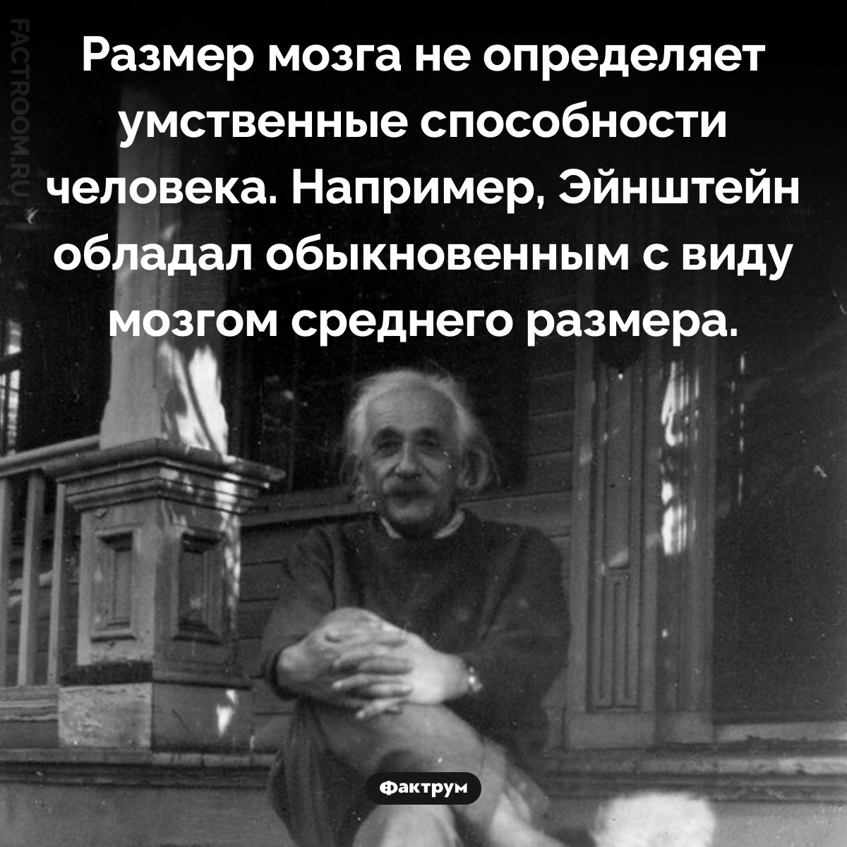 Размер мозга и умственные способности. Размер мозга не определяет умственные способности человека. Например, Эйнштейн обладал обыкновенным с виду мозгом среднего размера.