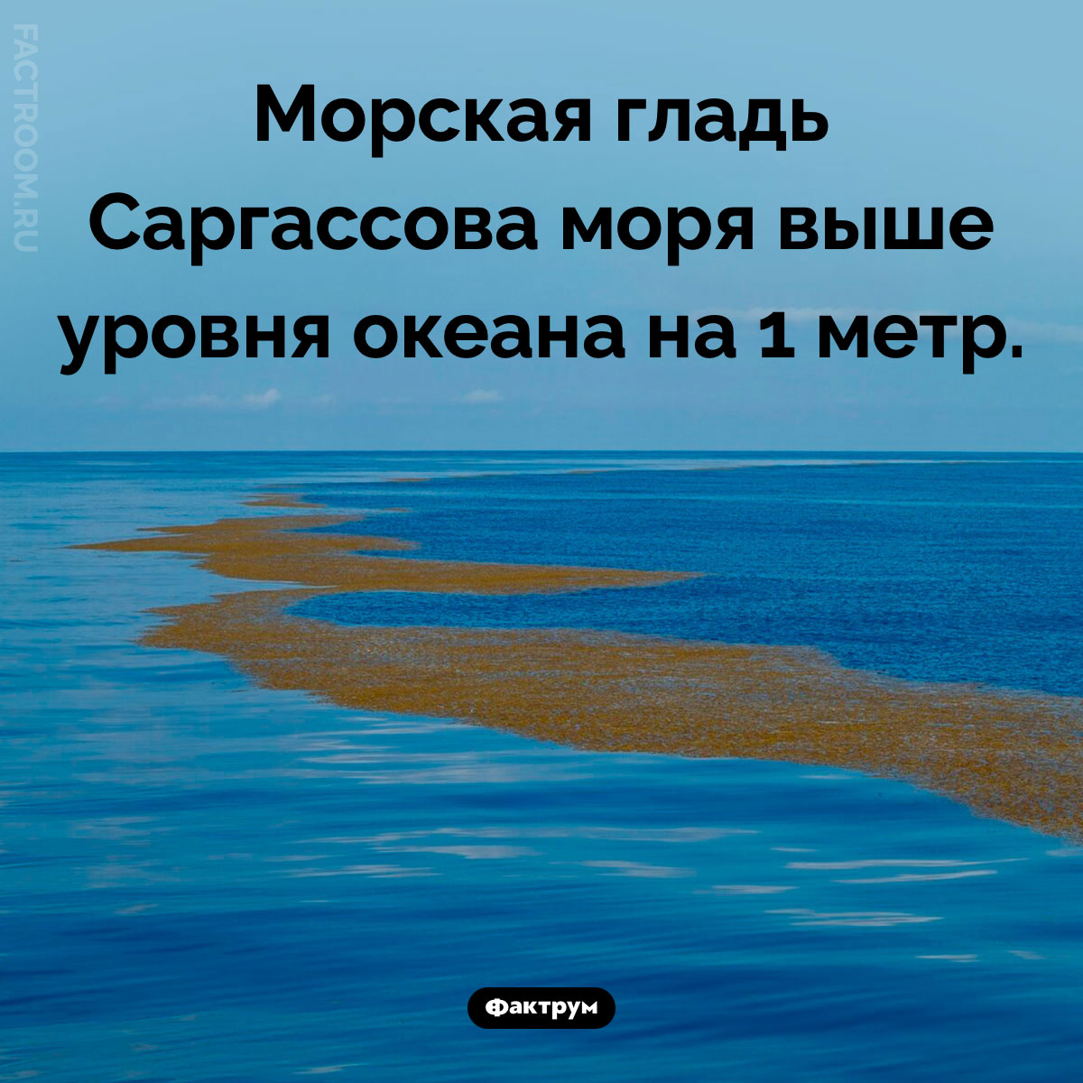 Морская гладь Саргассова моря выше уровня океана. Морская гладь Саргассова моря выше уровня океана на 1 метр.