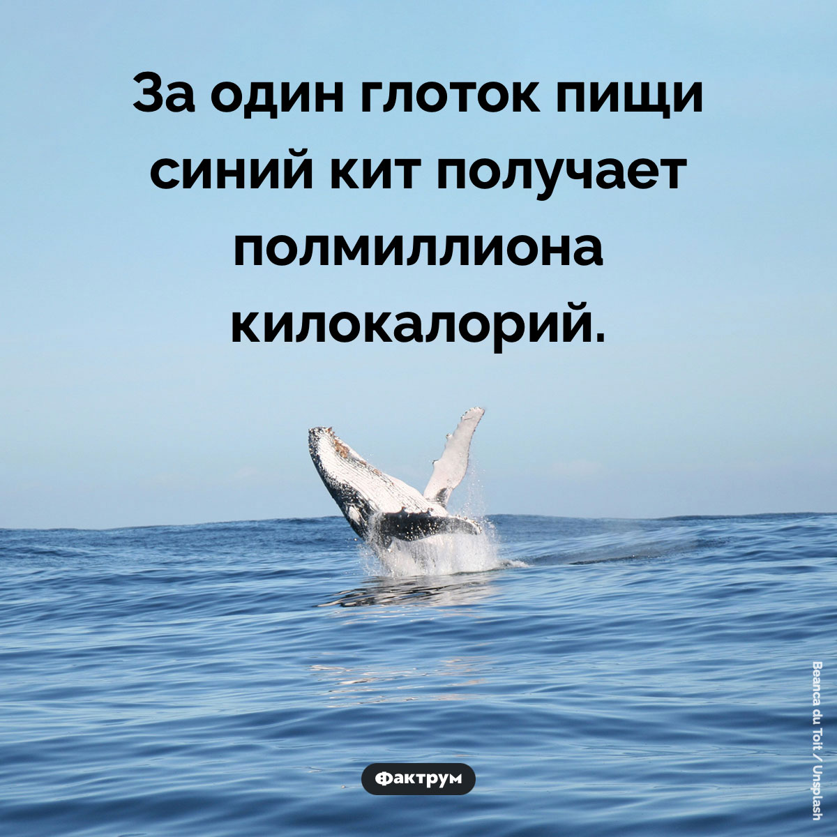 Синий кит получает 500 000 килокалорий за один глоток
