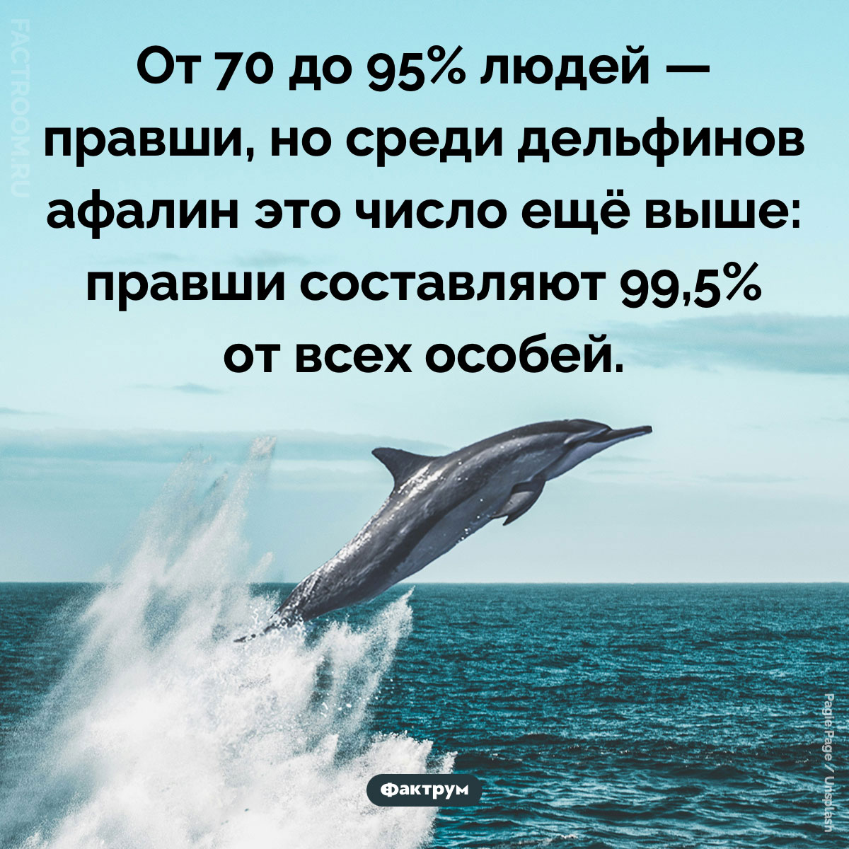 Среди афалин больше правшей, чем среди людей. От 70 до 95% людей — правши, но среди дельфинов афалин это число ещё выше: правши составляют 99,5% от всех особей.