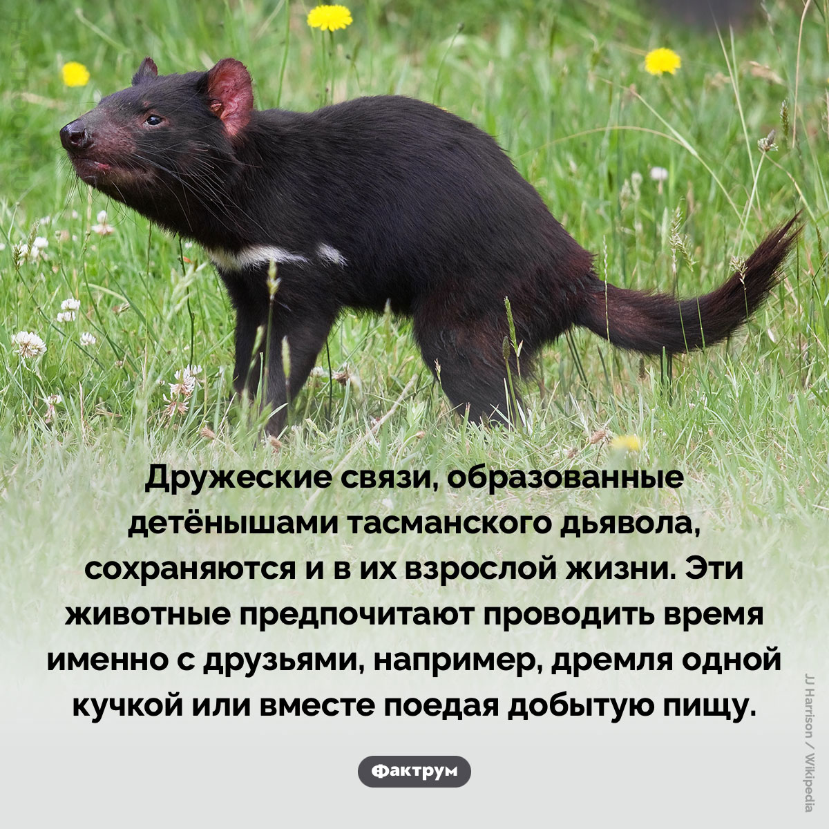 Тасманские дьяволы заводят преданных друзей. Дружеские связи, образованные детёнышами тасманского дьявола, сохраняются и в их взрослой жизни. Эти животные предпочитают проводить время именно с друзьями, например, дремля одной кучкой или вместе поедая добытую пищу.