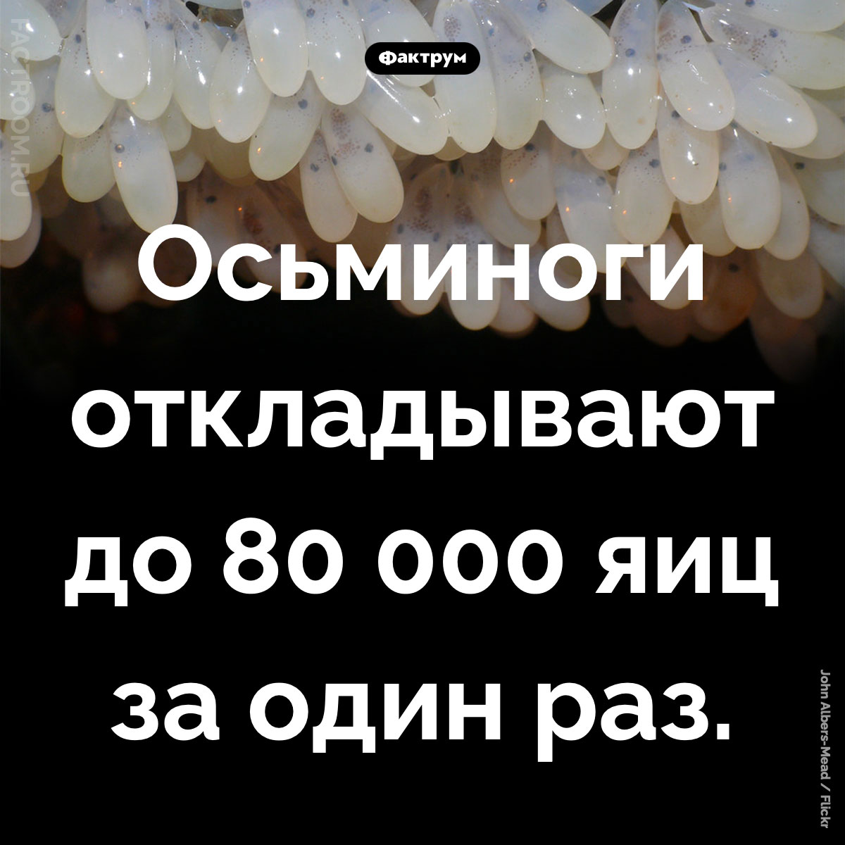 Плодовитые осьминоги. Осьминоги откладывают до 80 000 яиц за один раз.