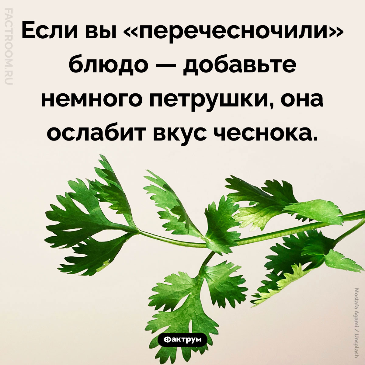 Петрушка может ослабить вкус чеснока. Если вы «перечесночили» блюдо — добавьте немного петрушки, она ослабит вкус чеснока.