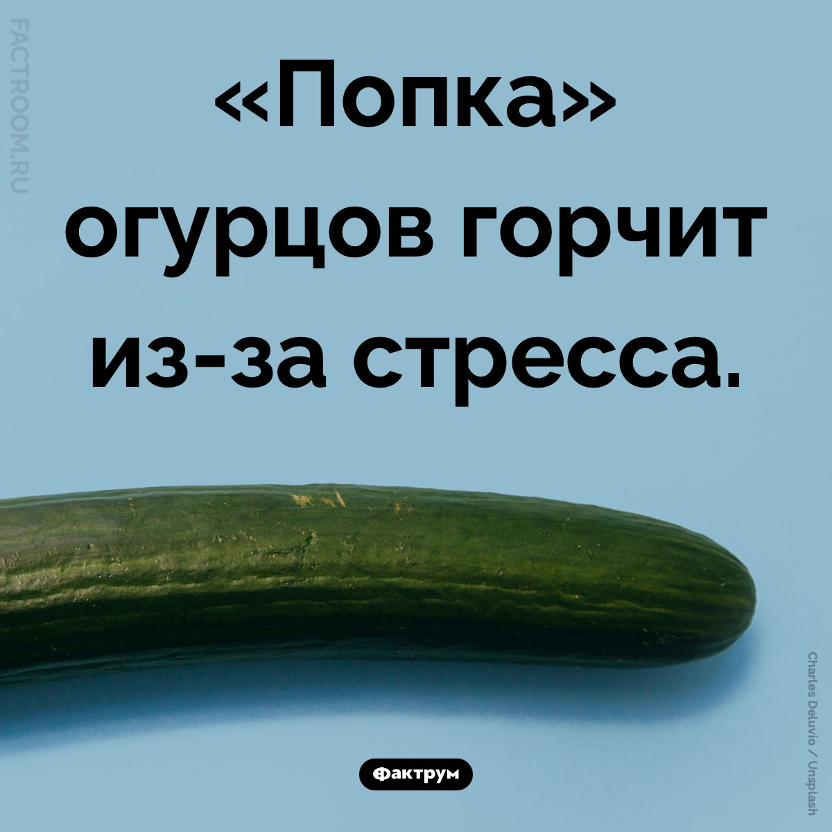 Почему у огурца попка горькая. «Попка» огурцов горчит из-за стресса.