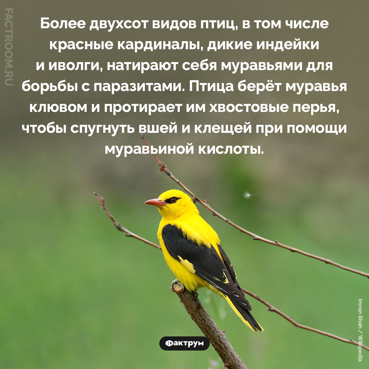 Некоторые птицы натирают себя муравьями. Более двухсот видов птиц, в том числе красные кардиналы, дикие индейки и иволги, натирают себя муравьями для борьбы с паразитами. Птица берёт муравья клювом и протирает им хвостовые перья, чтобы спугнуть вшей и клещей при помощи муравьиной кислоты.