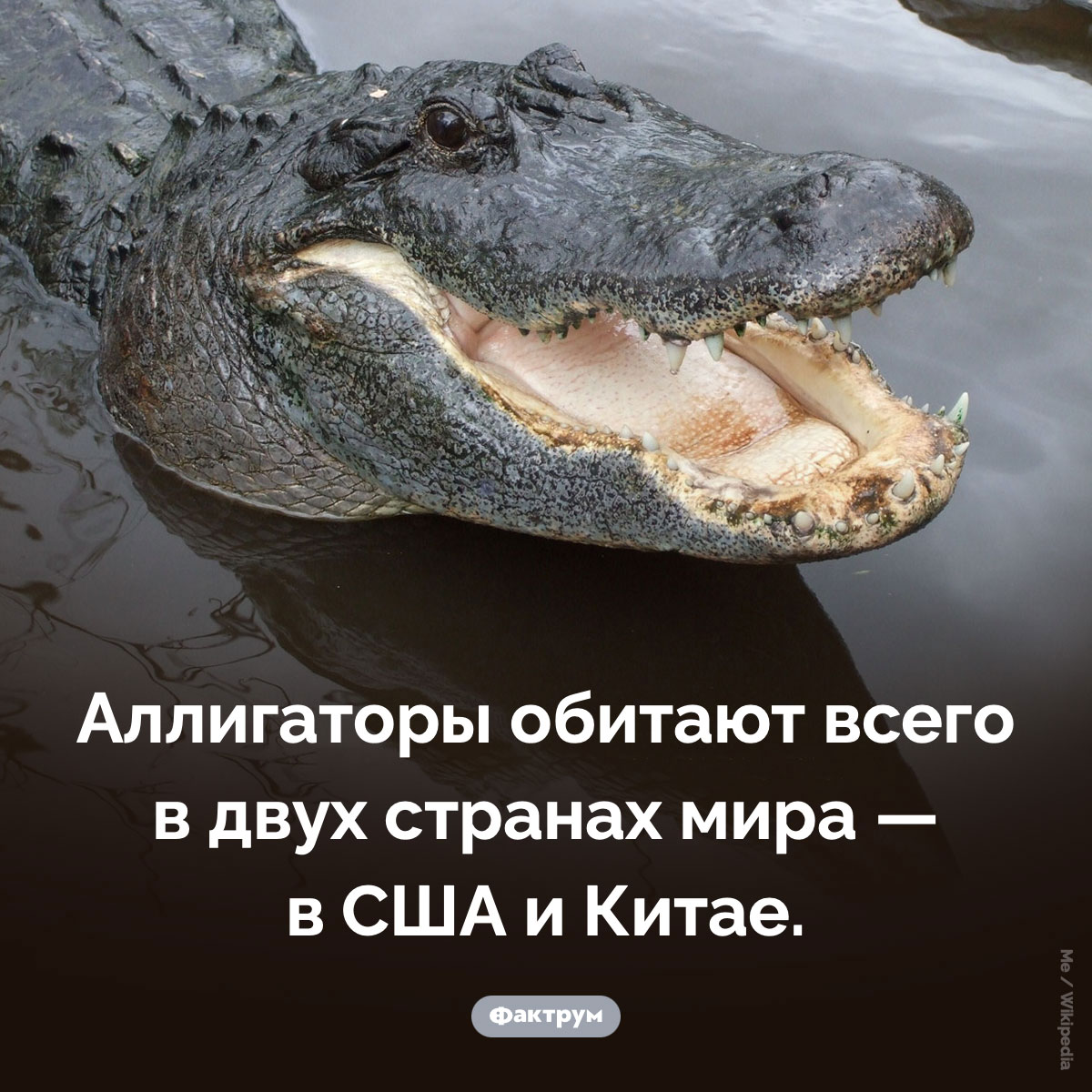Откуда происходят аллигаторы. Аллигаторы обитают всего в двух странах мира — в США и Китае.
