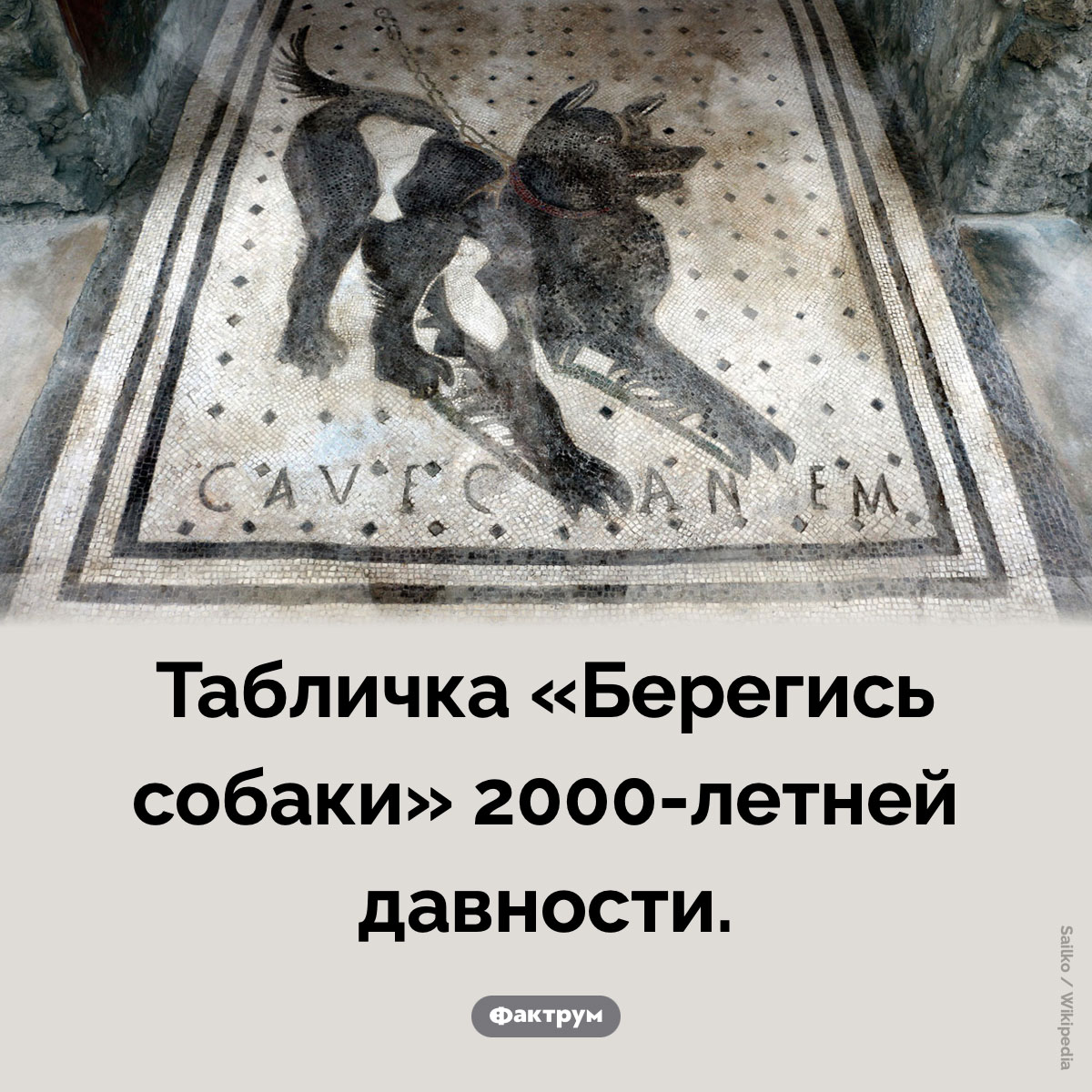 «Берегись собаки»