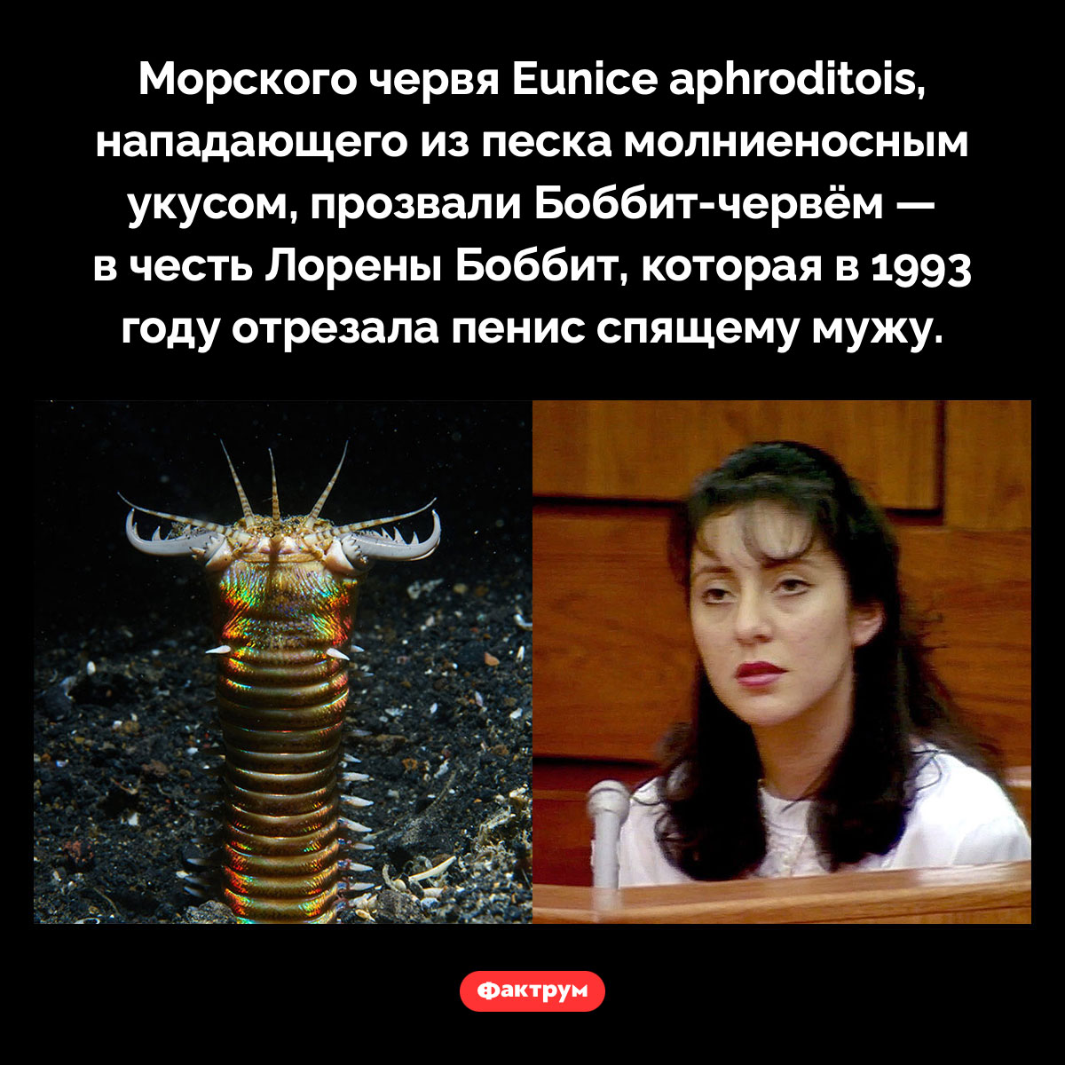 Боббит-червь. Морского червя Eunice aphroditois, нападающего из песка молниеносным укусом, прозвали Боббит-червём — в честь Лорены Боббит, которая в 1993 году отрезала пенис спящему мужу.