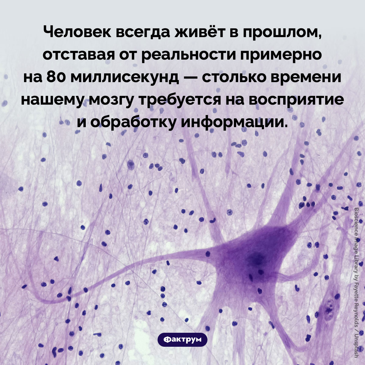 Человек живёт в прошлом. Человек всегда живёт в прошлом, отставая от реальности примерно на 80 миллисекунд — столько времени нашему мозгу требуется на восприятие и обработку информации.