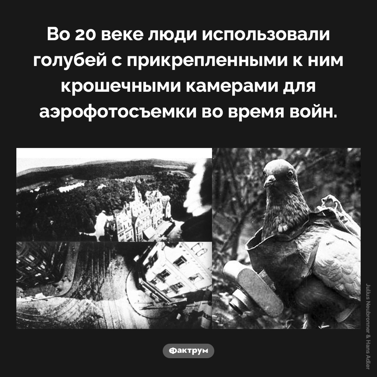 Голуби-фотографы