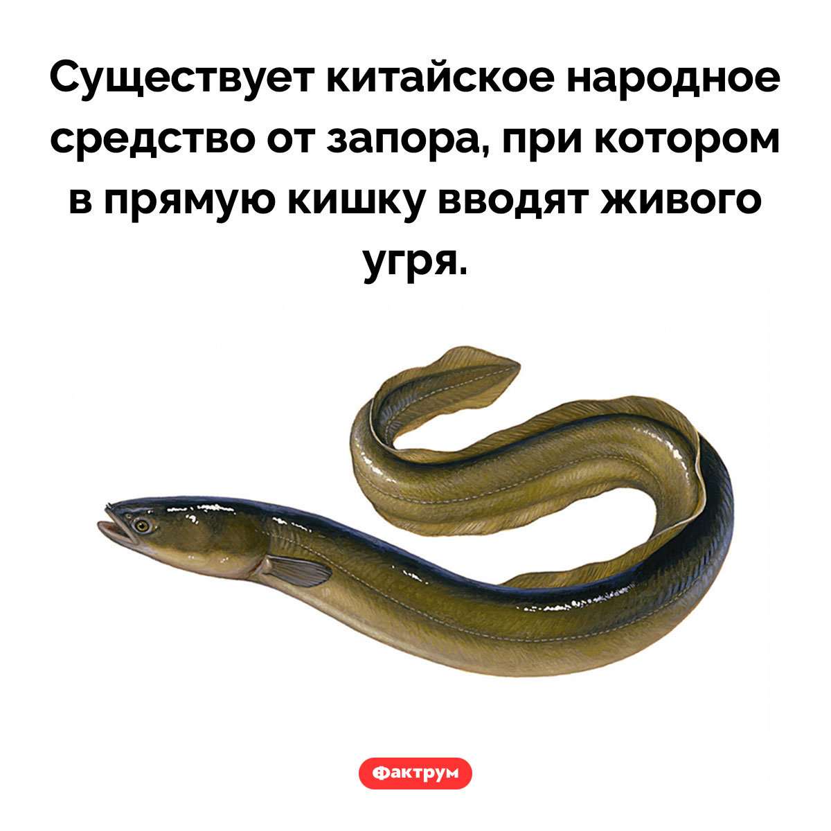 Китайское народное средство от запора. Существует китайское народное средство от запора, при котором в прямую кишку вводят живого угря.