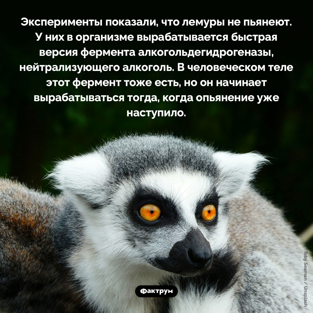 Лемуры не пьянеют. Эксперименты показали, что лемуры не пьянеют. У них в организме вырабатывается быстрая версия фермента алкогольдегидрогеназы, нейтрализующего алкоголь. В человеческом теле этот фермент тоже есть, но он начинает вырабатываться тогда, когда опьянение уже наступило.
