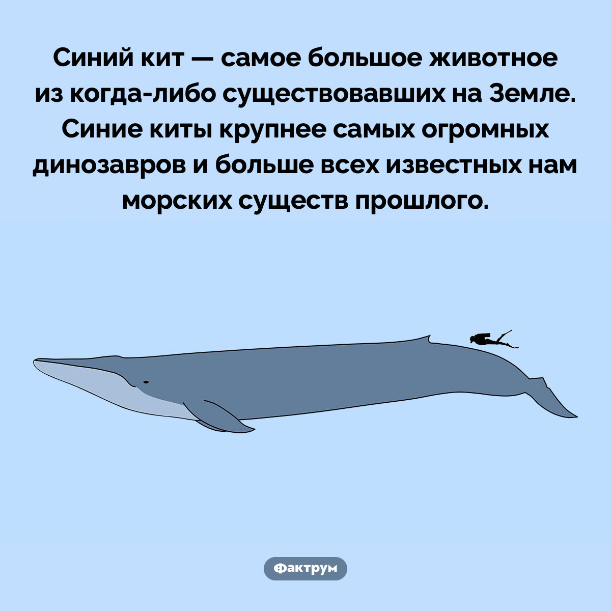 Самое большое существо из когда-либо существовавших. Синий кит — самое большое животное из когда-либо существовавших на Земле. Синие киты крупнее самых огромных динозавров и больше всех известных нам морских существ прошлого.