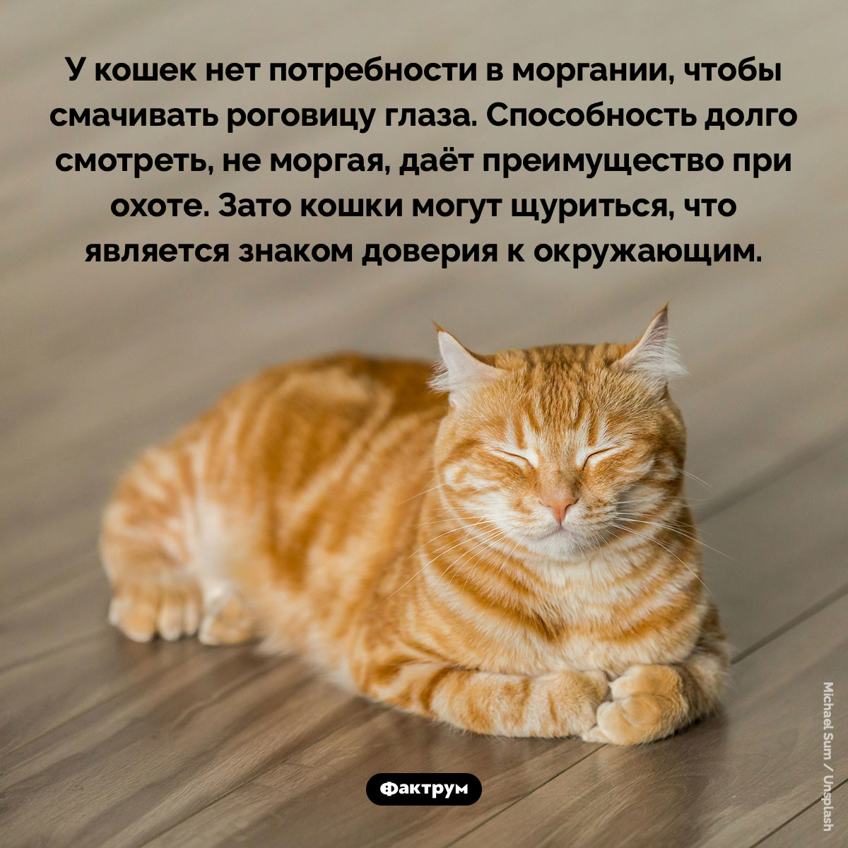 У кошек нет потребности в моргании. У кошек нет потребности в моргании, чтобы смачивать роговицу глаза. Способность долго смотреть, не моргая, даёт преимущество при охоте. Зато кошки могут щуриться, что является знаком доверия к окружающим.