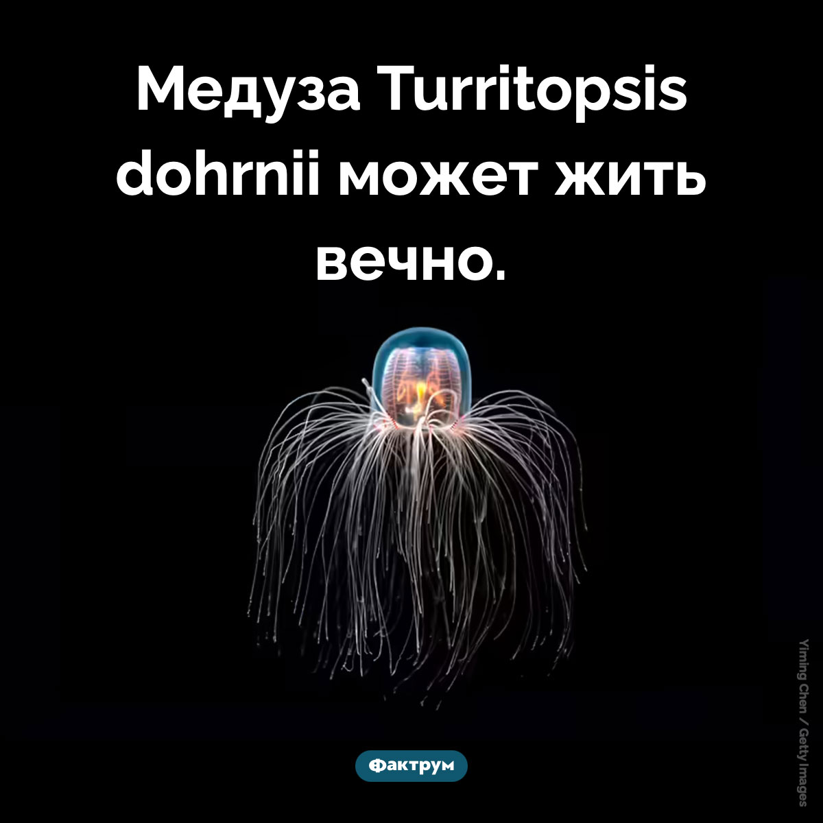 Медуза может жить вечно. Медуза Turritopsis dohrnii может жить вечно.