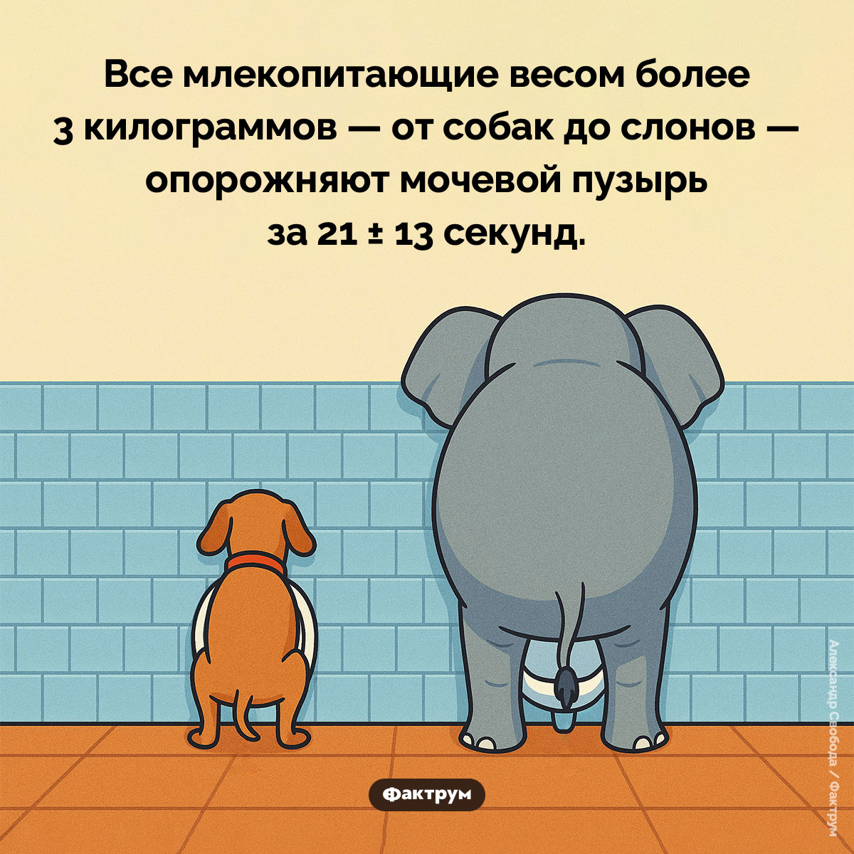 Большинство млекопитающих писают 21 секунду. Все млекопитающие весом более 3 килограммов — от собак до слонов — опорожняют мочевой пузырь примерно за 21 ± 13 секунд.