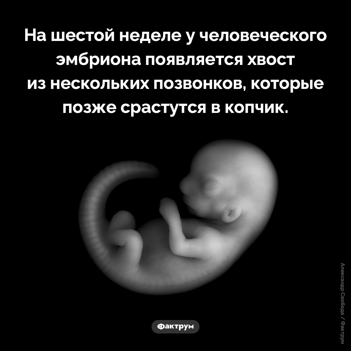 Человеческий хвост