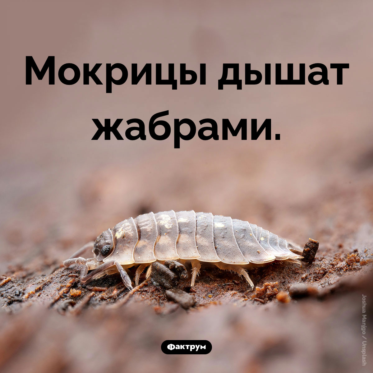 Чем дышат мокрицы