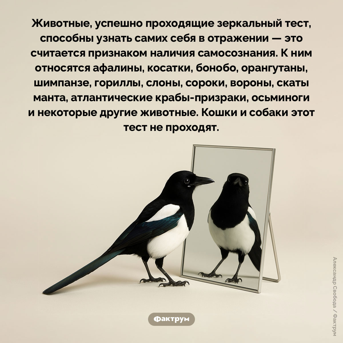 Кто проходит зеркальный тест. Животные, успешно проходящие зеркальный тест, способны узнать самих себя в отражении — это считается признаком наличия самосознания. К ним относятся афалины, косатки, бонобо, орангутаны, шимпанзе, гориллы, слоны, сороки, вороны, скаты манта, атлантические крабы-призраки, осьминоги и некоторые другие животные. Кошки и собаки этот тест не проходят.