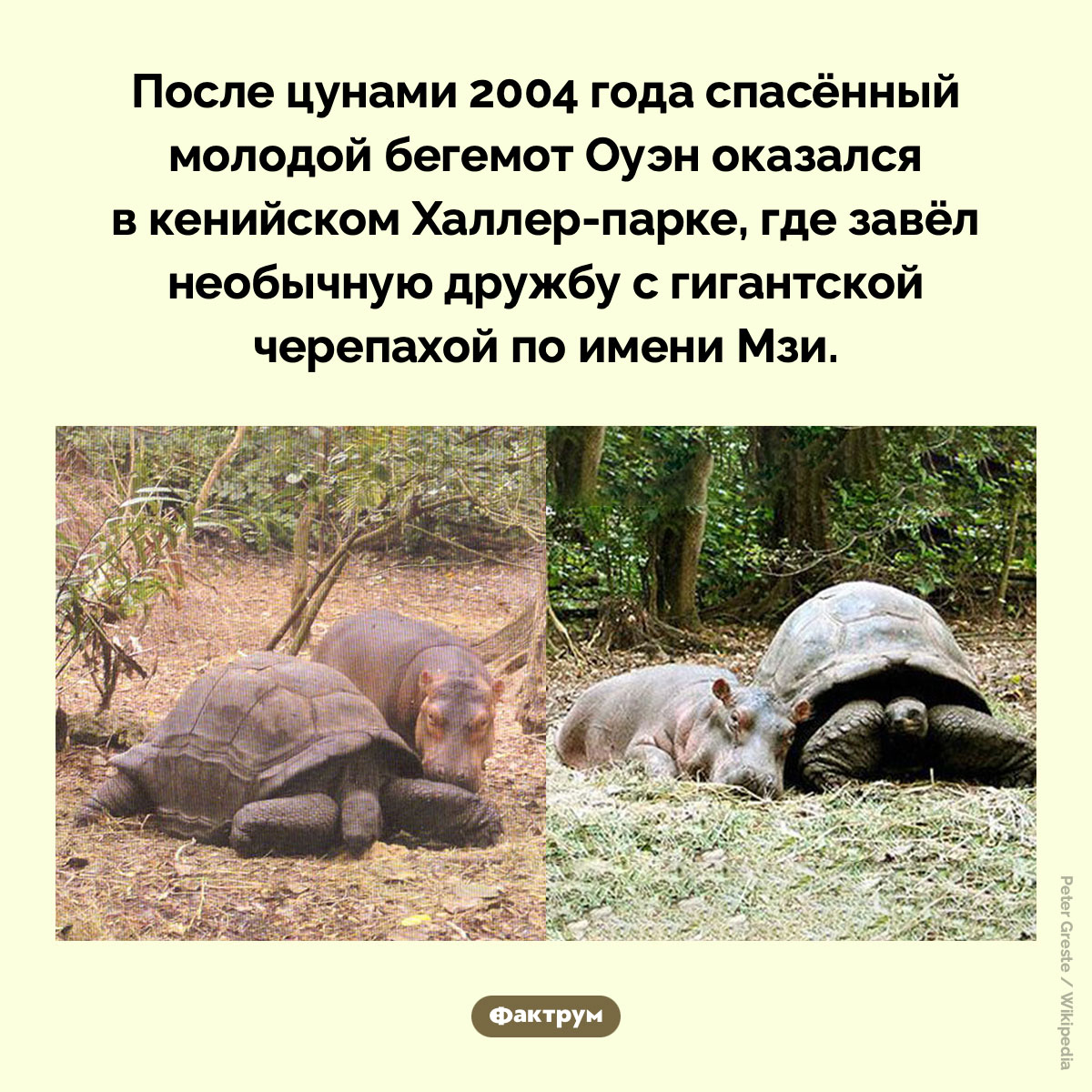 Оуэн и Мзи. После цунами 2004 года спасённый молодой бегемот Оуэн оказался в кенийском Халлер-парке, где завёл необычную дружбу с гигантской черепахой по имени Мзи.