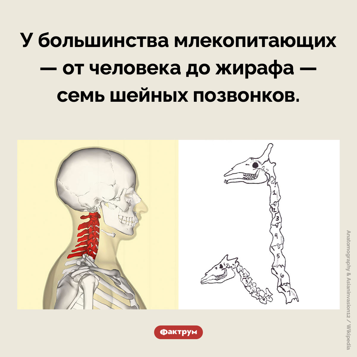 Шейные позвонки млекопитающих. У большинства млекопитающих — от человека до жирафа — семь шейных позвонков.