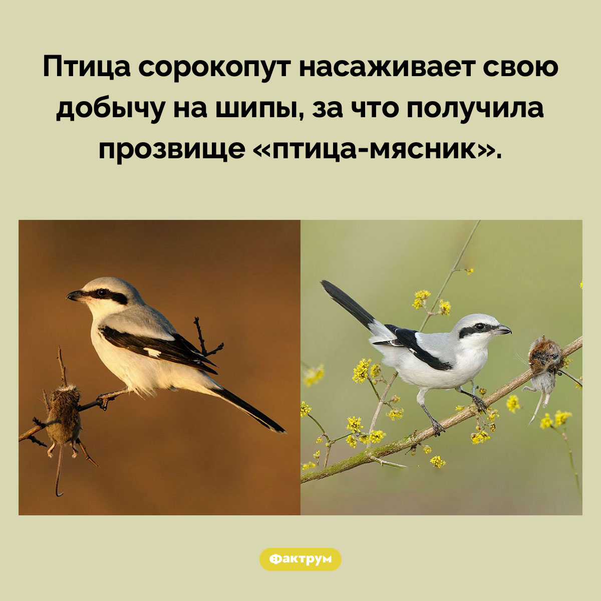 Сорокопуты…